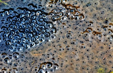 many frog eggs