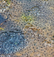 many frog eggs