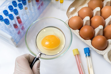 Scientist is examining yolk with magnifying glass. Eggs quality