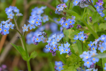 Forget me not