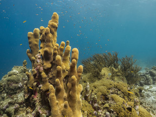 Seascape of coral reef in the Caribbean Sea around Curacao with coral and sponge