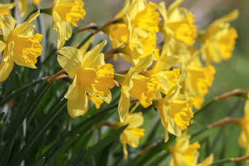 Daffodil