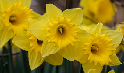 Daffodil