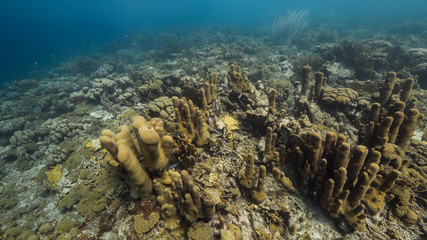 Seascape of coral reef in the Caribbean Sea around Curacao with coral and sponge