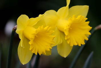 Daffodil