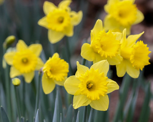Daffodil