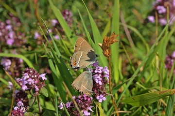 Balz des Kreuzdorn-Zipfelfalters (Satyrium spini) auf Thymian (Thymus pulegioides)