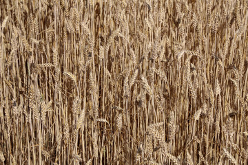 Backdrop of ripening ears of yellow wheat field