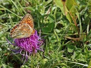 Großer Perlmutterfalter (Argynnis aglaja)