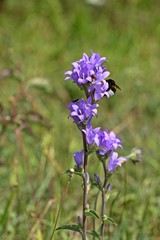 Knäuel-Glockenblume (Campanula glomerata) mit Erdhummel (Bombus terrestris)
