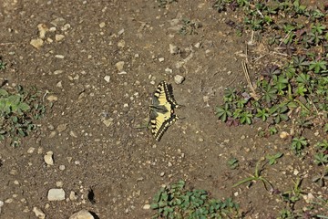 Schwalbenschwanz (Papilio machaon) sonnt sich auf Wanderweg
