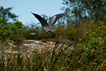 Great Blue Heron (Ardea herodias) in flight