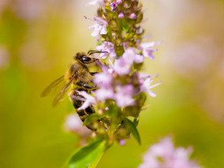 close up Bee looking for nectar