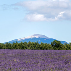 Blurred background with lavender fields and Mont Ventoux in the distance