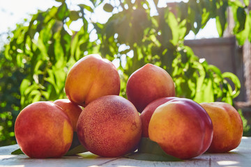 Ripe peaches with leaves on the old wooden table against the background of green leaves in the garden. Soft selective focus
