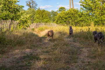 Staffordshire Terrier dogs are trained and walk
