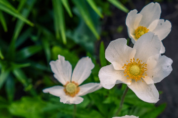 Blooming white flowers anemone in the garden