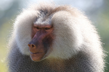 portrait of baboon