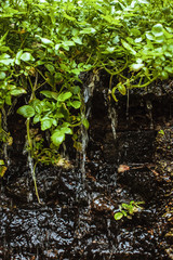 water flows down from the stone on which young green vegetation grows