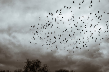 a large flock of black birds in a cloudy black and white sky