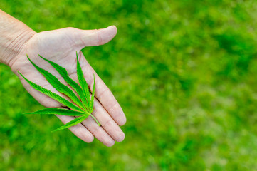 Medical marijuana. Legalize cannabis as a medical product. A leaf of marijuana in the hand.