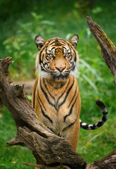 Tiger stare with green background