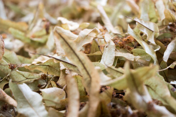 Dry linden leaf.