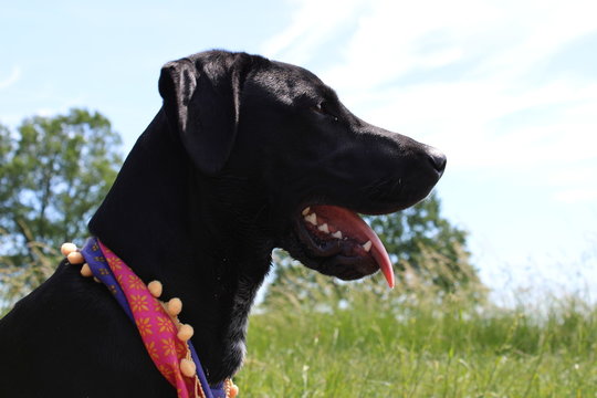 perro labrador