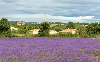 Landscape with vibrant purple Lavender field and typical village of Southern France in distance at blooming season