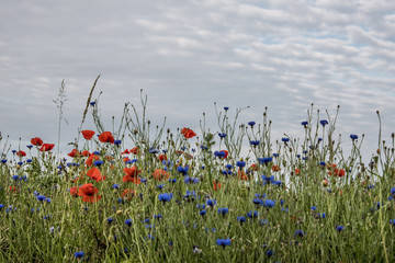A meadow with blooming cornflowers and poppies