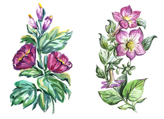 Watercolor flowers in different styles.Flowers for design work.
