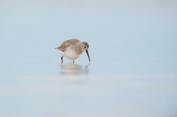 A Dunlin stands in shallow water with its bill hovering right over the surface of the water with a light blue background.