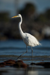 A large Great Egret walks in the shallow water with small waves in the bright sunlight with a dark background.