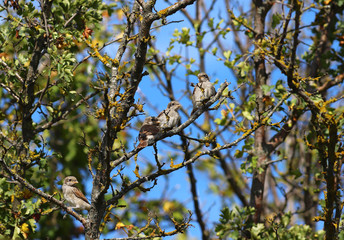 Shrike chicks are still small, hiding among the branches and live together in peace and harmony ....