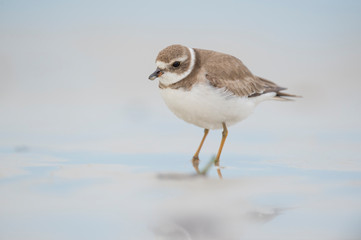 A Semipalmated Plover standing in wet sand with its legs reflected in the water with soft light and a smooth light blue background.