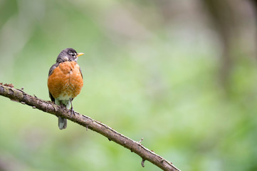An American Robin perched on a dead branch in soft overcast light with a smooth green background.