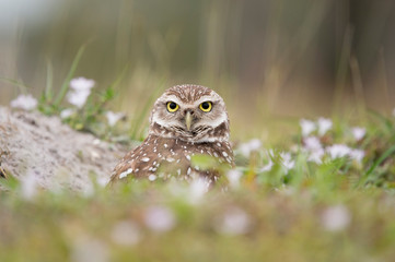 A Florida Burrowing Owl peeks out from its burrow with small out of focus white flowers around it in soft overcast light.