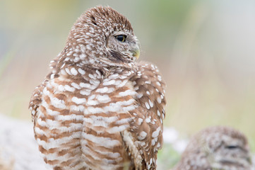 A close-up portrait of a Florida Burrowing Owl looking to the side with a smooth brown background.