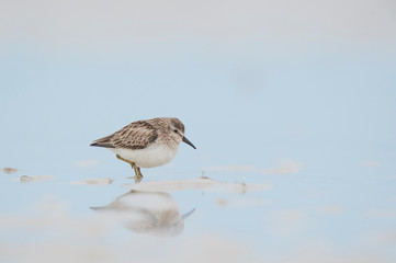 A Least Sandpiper stands in shallow wet sand with its reflection in soft light with a smooth light blue background.