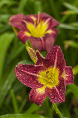 Blooming Daylily «Night Beacon» with raindrops