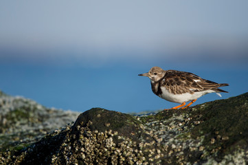 A Ruddy Turnstone stands on a barnacle covered jetty rock in the bright sun with a smooth blue background.