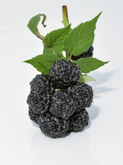 Blackberry branch with berries.
