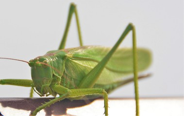 An Acridomorpha green insect in close up