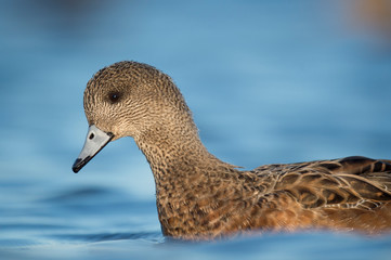 A close portrait of a hen American Wigeon duck as she swims in bright blue water on a sunny day.