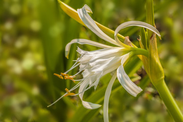 Blooming Hymenocallis × festalis  in garden