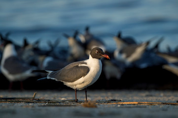 A Laughing Gull stands in the early morning sun with a flock of gulls out of focus in the background.