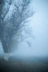 Road in foggy early autumn morning. Tree silhouettes. Vertical. Space for message