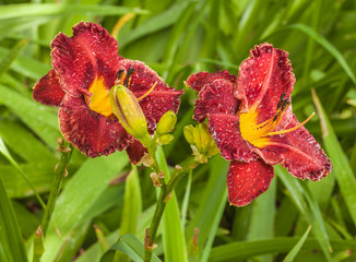 Bud purple daylily (hemerocallis) with water drops after rain