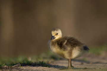 A cute Canada Gosling stands on the ground in the morning sunlight with a smooth brown background.
