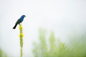 A male Blue Grosbeak perched on top of a pretty yellow Mullein flower with a solid white background in soft overcast light.